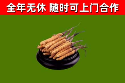 海棠区烟酒回收冬虫夏草.jpg